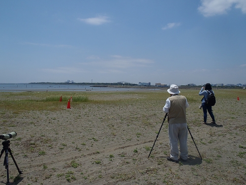 ★コアジサシの近況報告(2015.5.20調査分)_e0046474_529476.jpg