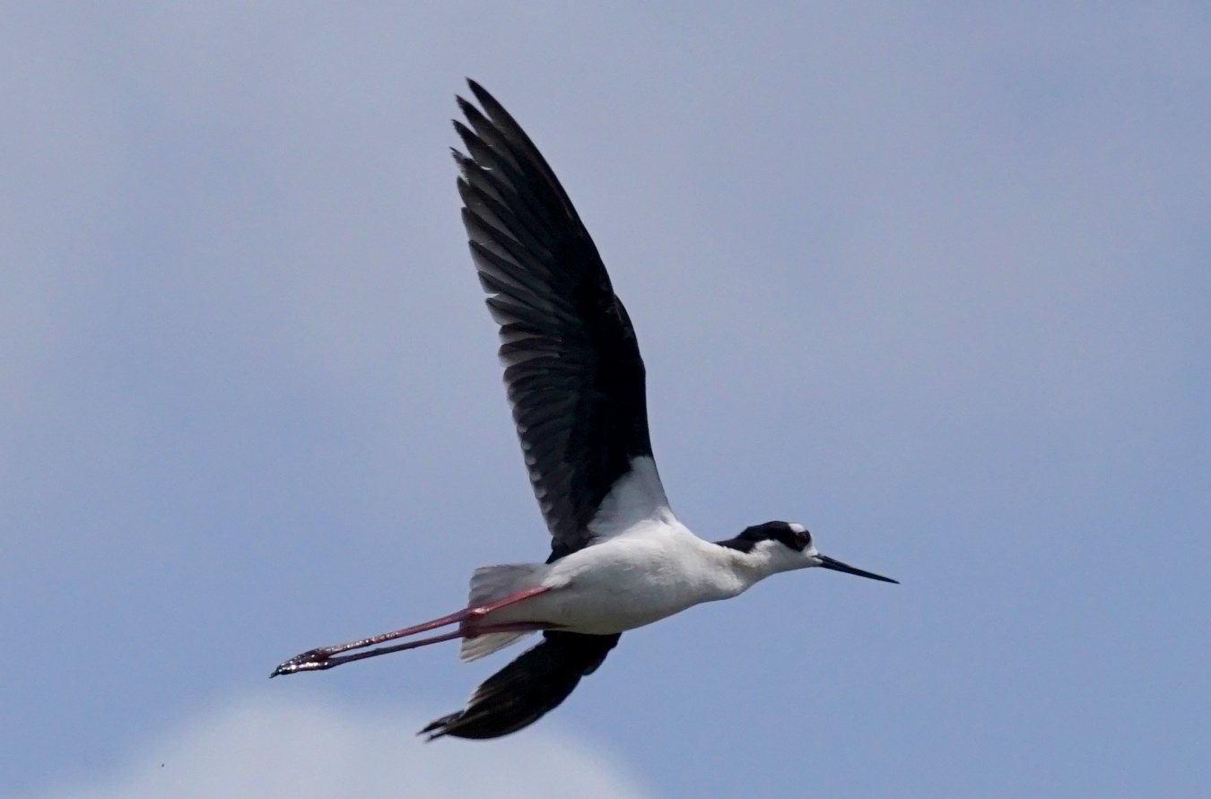 頭上を飛ぶ Black-necked Stilt （ブラックネックド　スティルト）_b0132475_1152767.jpg