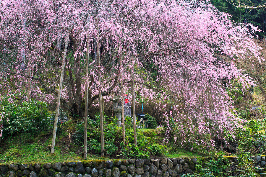 桜2015！　～京北の桜～_b0128581_22251513.jpg