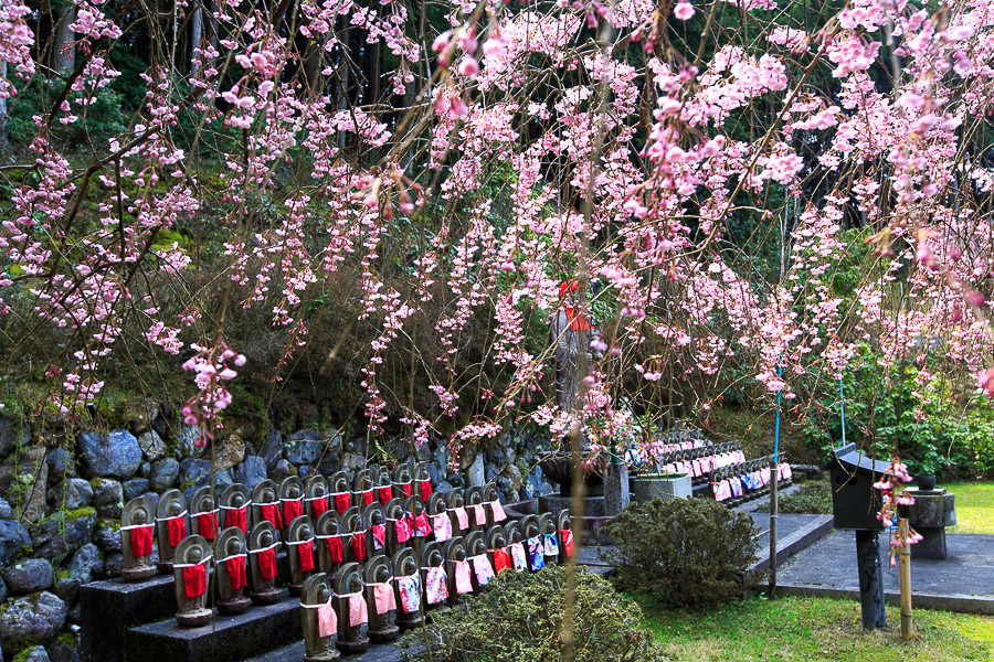 桜2015！　～京北の桜～_b0128581_2225679.jpg