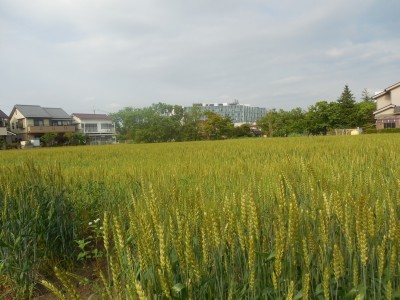 小麦の草取りとNHK出演依頼_c0332682_21031291.jpg