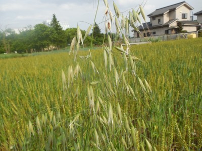 小麦の草取りとNHK出演依頼_c0332682_21033726.jpg