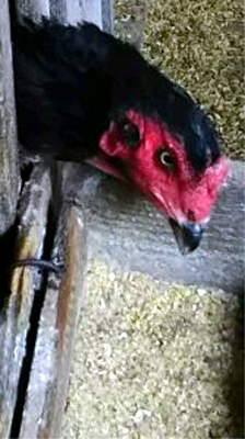 c0145183_1731267.jpg