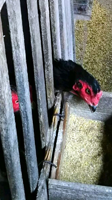 c0145183_1731269.jpg