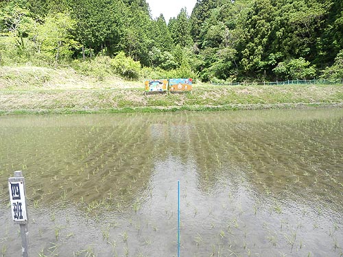 5月21日の田んぼ(月光原小・西根小)_d0247484_1795837.jpg