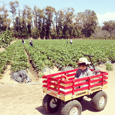 strawberry picking 2015*_d0159690_325227.jpg