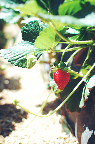 strawberry picking 2015*_d0159690_332174.jpg