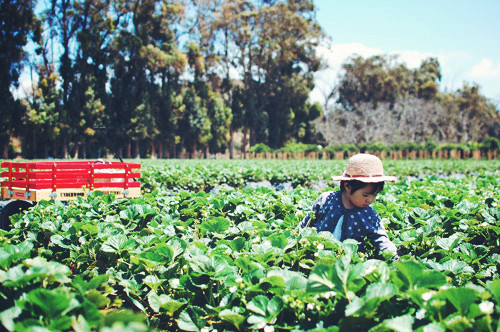 strawberry picking 2015*_d0159690_333055.jpg