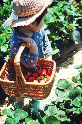 strawberry picking 2015*_d0159690_334259.jpg