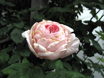 c0117898_2315517.jpg