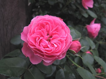 c0117898_23162055.jpg