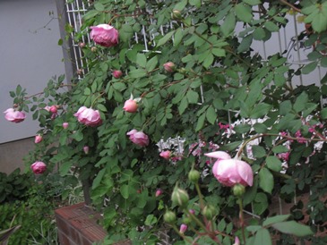 c0117898_23171113.jpg