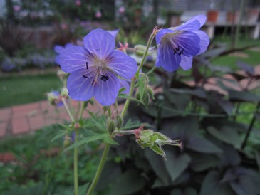 c0117898_23201680.jpg