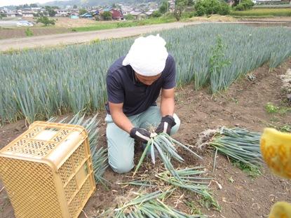 下仁田ネギ栽培日記 ねぎ植え編 下仁田町自然史館日記 下仁田ネギ栽培日記 ねぎ植え編 下仁田町自然史館日記