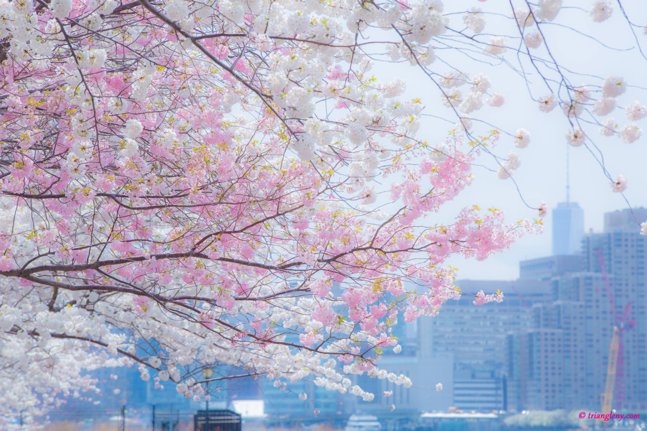 『圧倒的桜。2015』 スタート!_a0274805_05343537.jpg