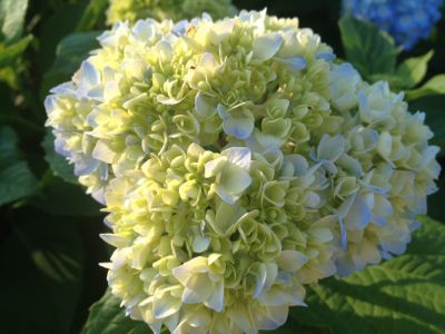 紫陽花はじめ_e0239908_21222578.jpg