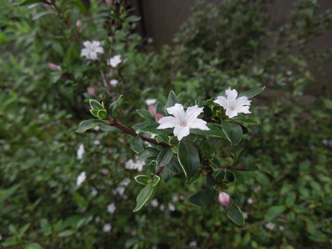 f0297809_23132874.jpg