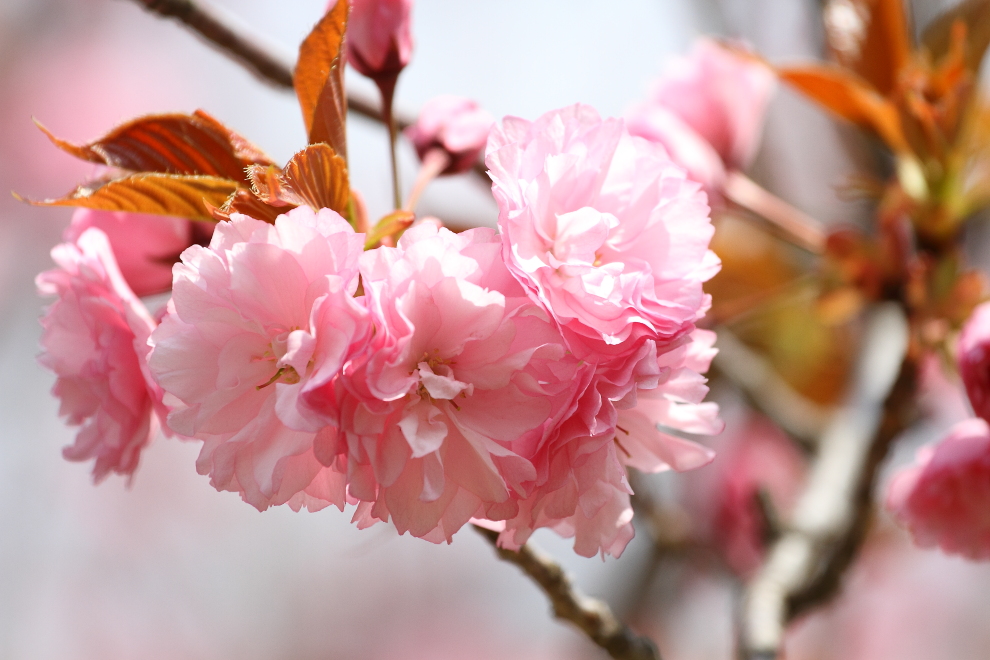 花から花へ_b0190710_23515531.jpg