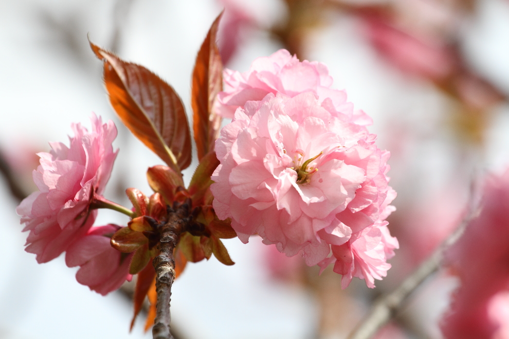 花から花へ_b0190710_23543147.jpg