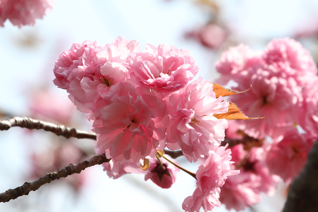 花から花へ_b0190710_23552824.jpg