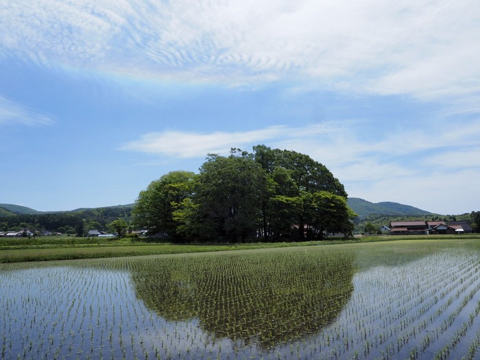 北広島宝探し講座2015「新緑のブナ林と山野草」その1(大歳神社)_c0116915_2351768.jpg
