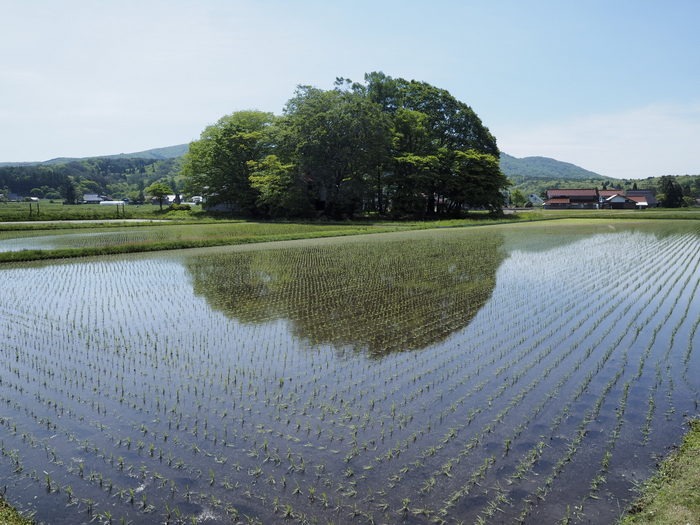 北広島宝探し講座２０１５「新緑のブナ林と山野草」その１（大歳神社）_c0116915_23544351.jpg