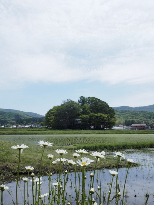 北広島宝探し講座2015「新緑のブナ林と山野草」その1(大歳神社)_c0116915_23565989.jpg