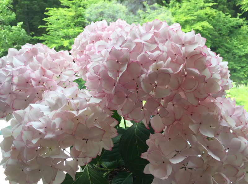 2週間後の紫陽花 未来 Summer Snow