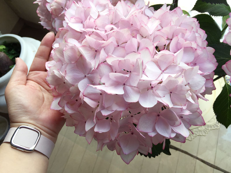 2週間後の紫陽花 未来 Summer Snow