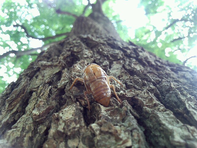 東京散歩　　　　　　　　上野恩賜公園_c0158519_01080664.jpg