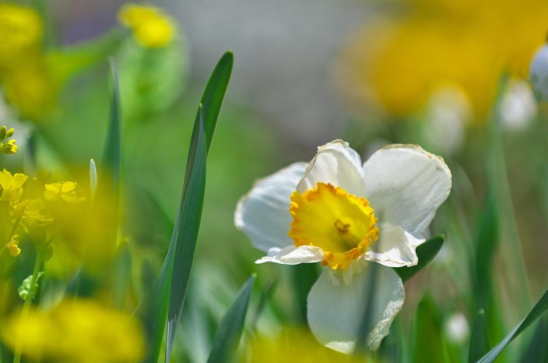 春は花の季節だよね_c0158519_01101918.jpg