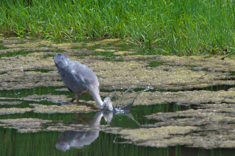 光が丘公園　バードサンクチュアリ_c0158519_01103101.jpg