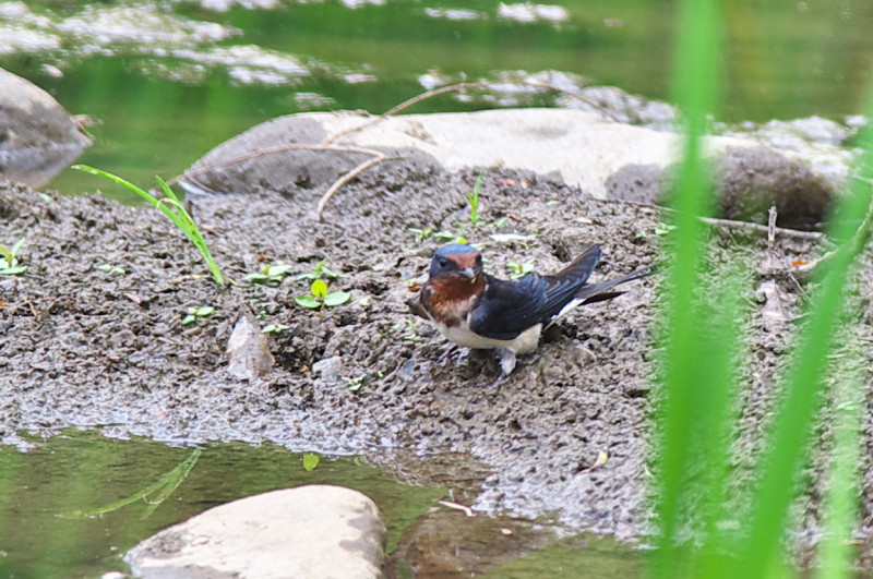 光が丘公園　バードサンクチュアリ_c0158519_01103138.jpg