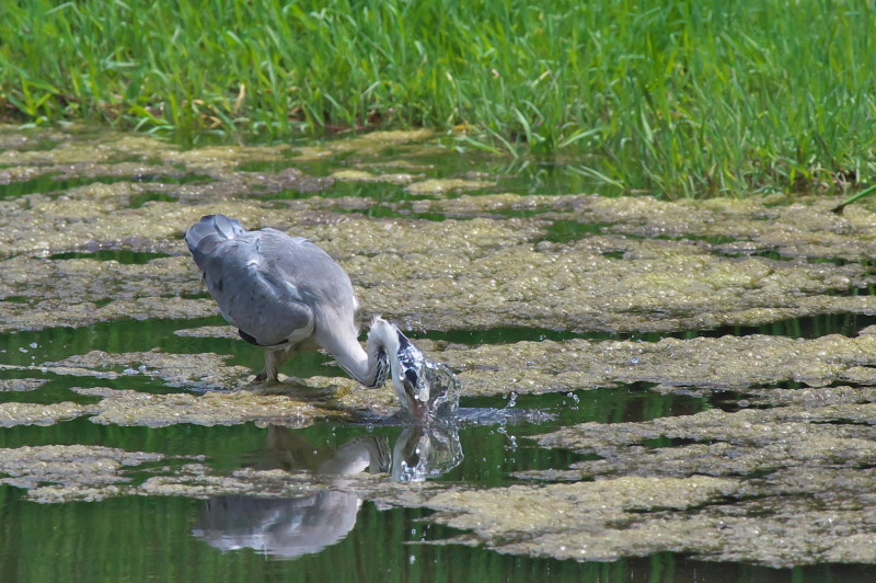 光が丘公園　バードサンクチュアリ_c0158519_01103172.jpg