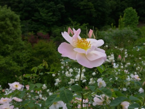 LUMIX LX 7　  で撮る　花フェスタ記念公園　 4_d0251120_18345597.jpg