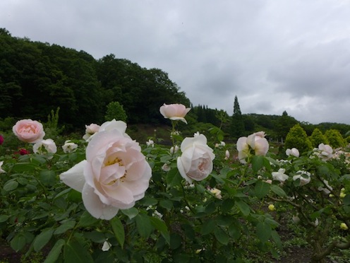 LUMIX LX 7　  で撮る　花フェスタ記念公園　 4_d0251120_18352987.jpg