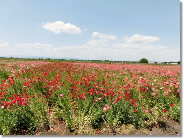 埼玉県鴻巣市（こうのす市）のポピー花畑に行って来ました。_f0182121_1315468.jpg