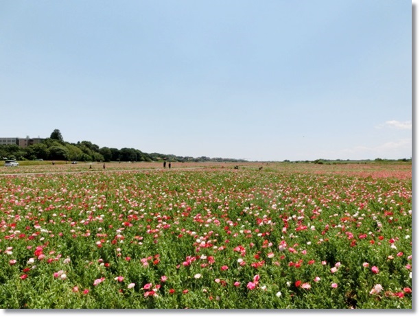 埼玉県鴻巣市（こうのす市）のポピー花畑に行って来ました。_f0182121_1363589.jpg