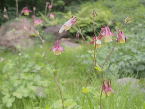 弘前城植物園ハンカチツリー*2015.05.20_b0147224_20145270.jpg