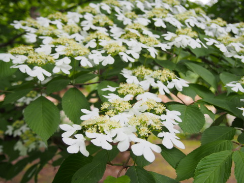 弘前城植物園ハンカチツリー*2015.05.20_b0147224_2061611.jpg