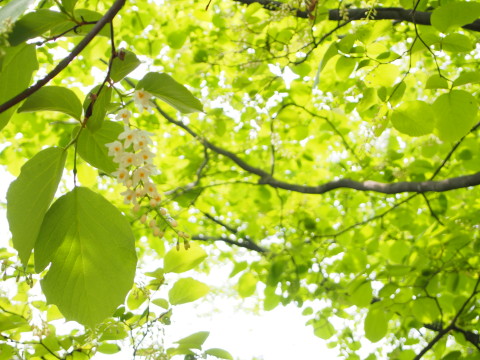 弘前城植物園ハンカチツリー*2015.05.20_b0147224_2091375.jpg