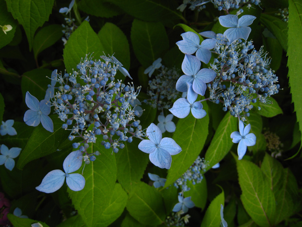 土佐の青い鳥　（ヤマアジサイ）_f0126932_20304899.jpg