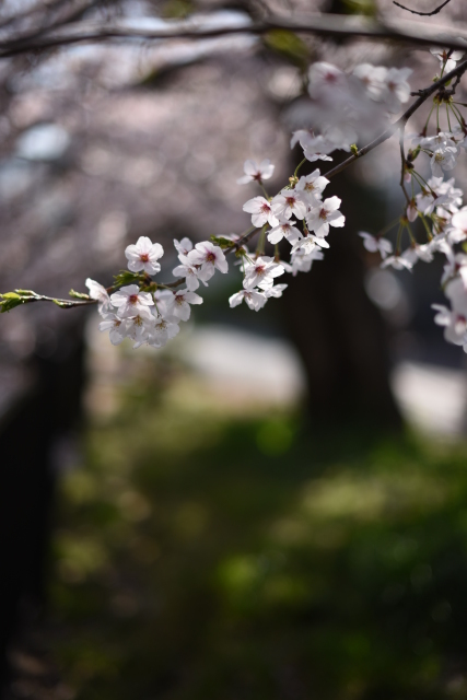 僕の桜色メモリー～彼女と桜の記憶、そして再びの桜～_a0318033_15544254.jpg