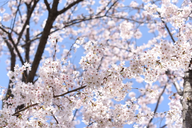 僕の桜色メモリー～彼女と桜の記憶、そして再びの桜～_a0318033_16475225.jpg