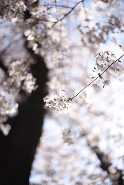 僕の桜色メモリー～彼女と桜の記憶、そして再びの桜～_a0318033_17342398.jpg