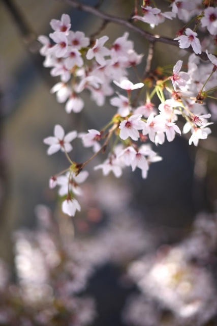 僕の桜色メモリー～彼女と桜の記憶、そして再びの桜～_a0318033_17344858.jpg