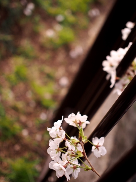 僕の桜色メモリー～彼女と桜の記憶、そして再びの桜～_a0318033_18474343.jpg