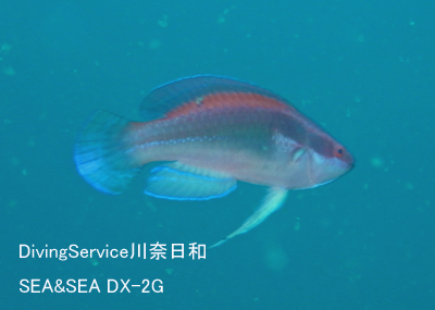 綺麗になりました♪_b0163039_15224832.jpg