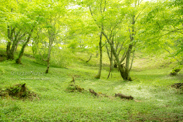 県森さんぽ①**静寂の森からこんにちわ_b0197639_22512161.jpg