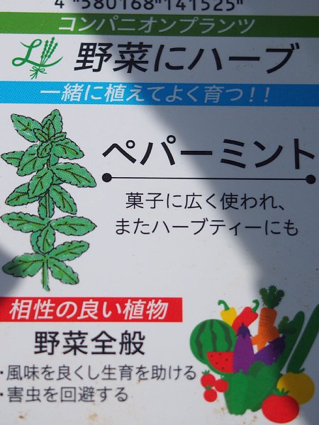 15年5月28日 コンパニオンプランツ って何 今日の風に吹かれましょう